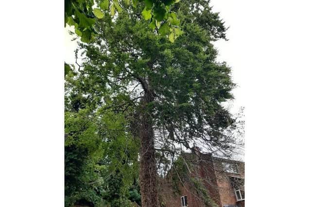 One of the residents sent in a before and after picture of the tree they are concerned about