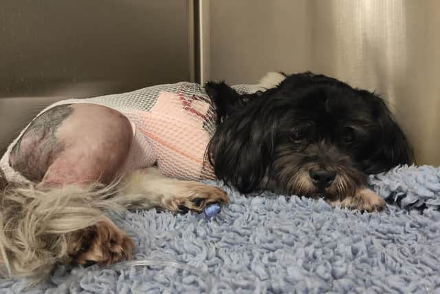 The dog is unable to walk at the moment