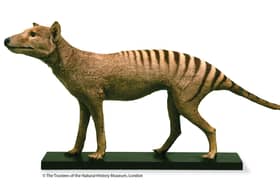 Thylacine, a prehistoric marsupial.  PIC: Natural History Museum at Tring