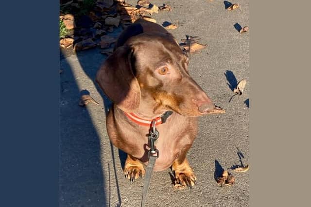 Colin regularly walks dachshund in Gadebridge Park