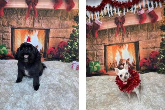 Festive photos at Doggy Grotto