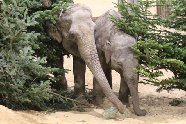 Kaylee and Beth 'un-decorating' the Christmas trees (C) ZSL
