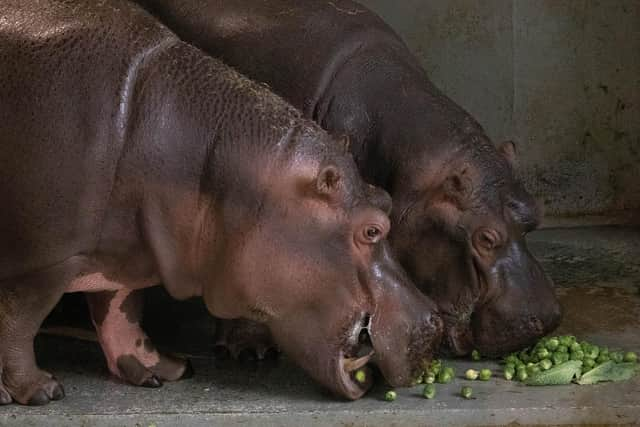 Hodor and his mum Lola enjoyed a festive treat