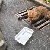 A fox cub needed help after getting his back leg stuck in the metal grate of a drain in Berkhamsted
