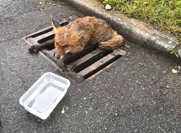 A fox cub needed help after getting his back leg stuck in the metal grate of a drain in Berkhamsted