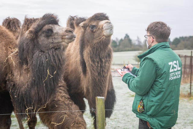 Counting the camels