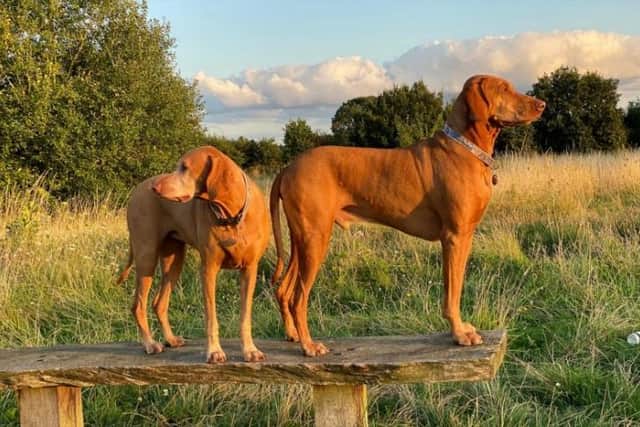 This is the winning image of Liz’s two dogs, Binky and Chilli