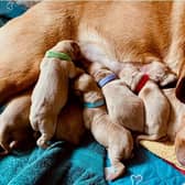 Ruby had three girls and five boys on Saturday