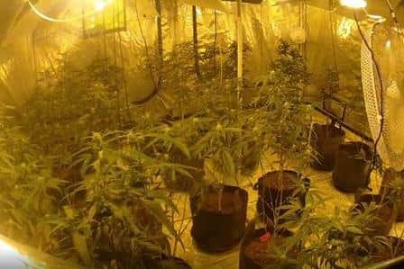 The cannabis factory