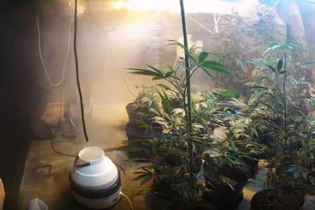 The cannabis factory