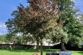 The memorial tree