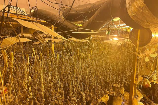 More than 2,000 cannabis plants were seized