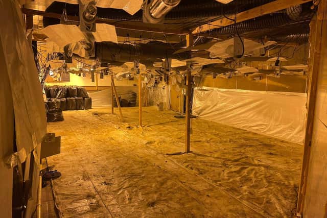The cannabis factory