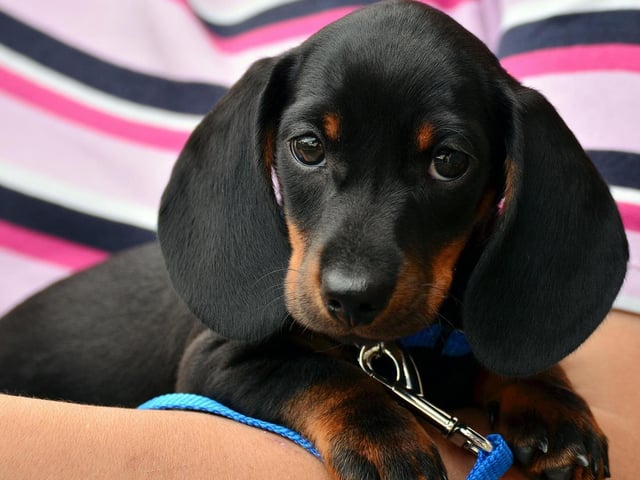 Dachshund puppies like this one are tiny and adorable....
