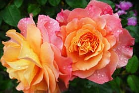 Share your garden and help raise money for Rennie Grove