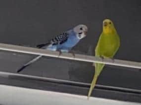 Bobby blue and Lemon are back with their owner