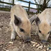 Mangalitsa Piglets at ZSL Whipsnade Zoo