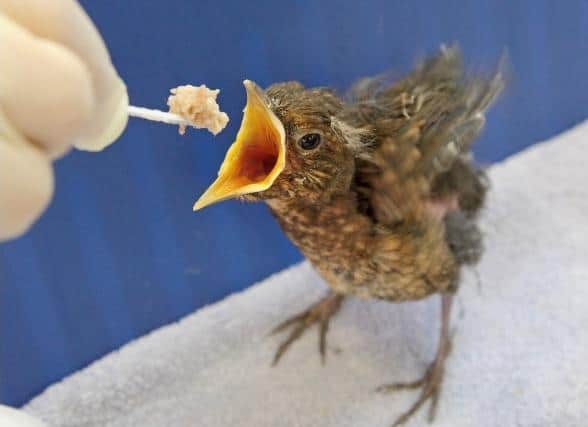 A fledgling being fed