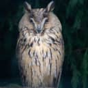 'Nightwatchman' taken by Tamsin Hall