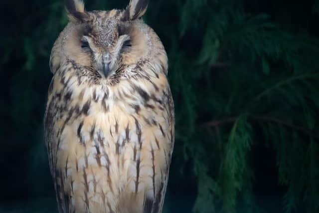 'Nightwatchman' taken by Tamsin Hall