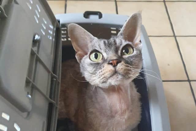 Cats Protection Hemel Hempstead and Berkhamsted is giving cat owners the chance to get their pet microchipped for just £5