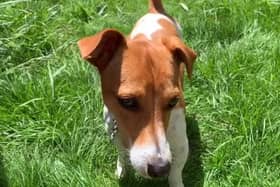 RSPCA shares tips to make sure pets are safe during the hot weather