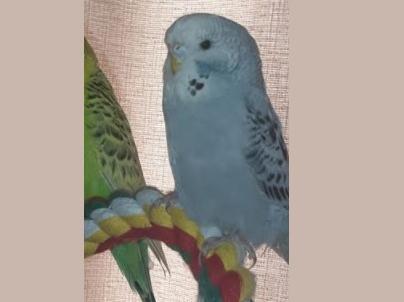 Cloud before he flew away