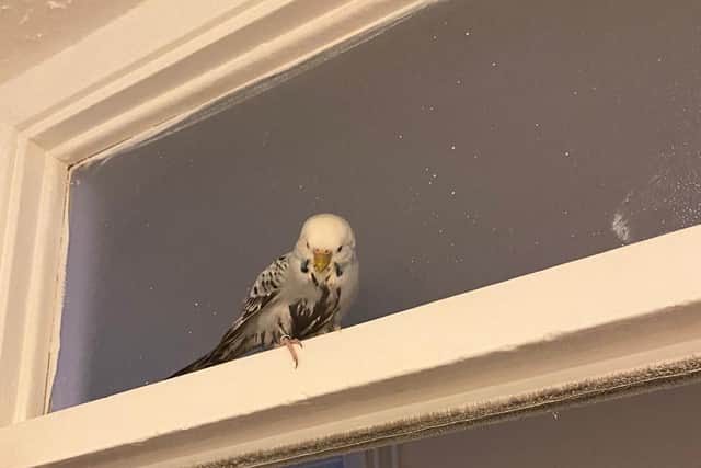 Cloud in the couple's flat before Penny picked him up