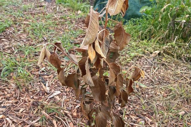 Plants and fruit trees in Matthew's allotment were damaged when the area next to it was vandalised