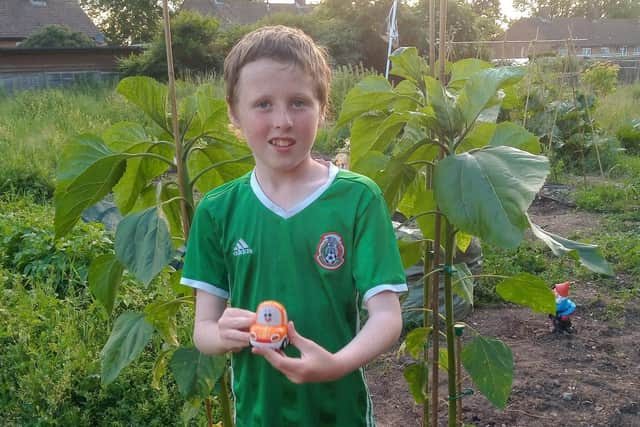 Matthew with his sunflowers on the allotment