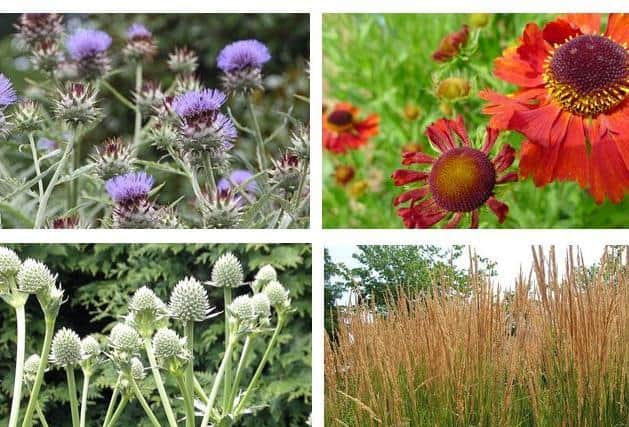 Sunnyside Rural Trust will be involved in this year's RHS Hampton Court Garden Festival