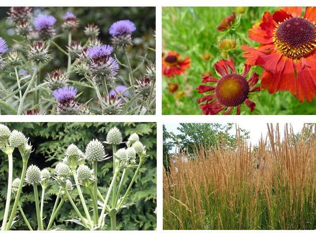 Sunnyside Rural Trust will be involved in this year's RHS Hampton Court Garden Festival