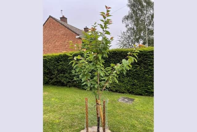 The memorial tree at St George's Church