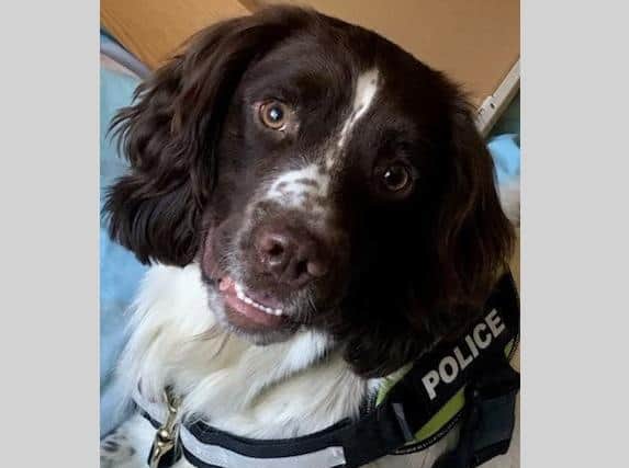 PD Oscar