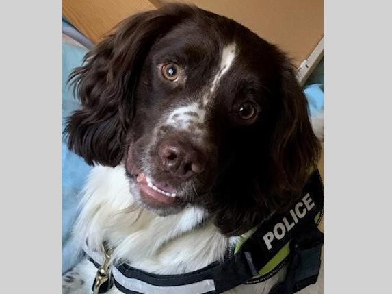 PD Oscar