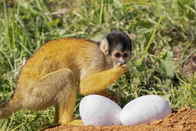 Squirrel monkey discovers dinosaur nest (C) ZSL