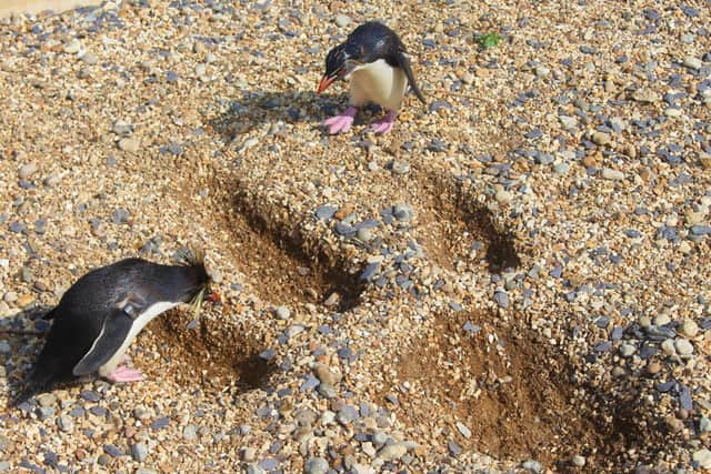 A Rockhopper penguin discovers a Trex footprint in its enclosure (C) ZSL