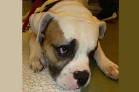 Dogs are four times more likely than other pets to be the victim of deliberate cruelty (C) RSPCA
