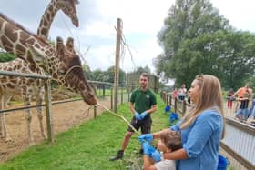 Meeting the giraffes