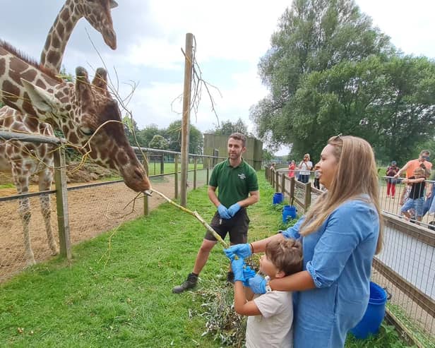 Meeting the giraffes