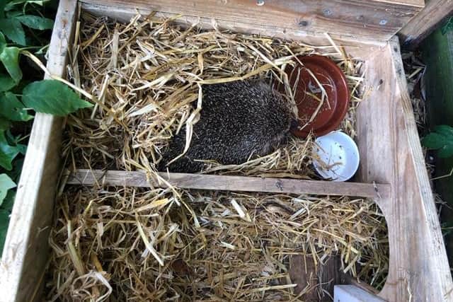 A hedgehog house in use (C) Community Action Dacorum