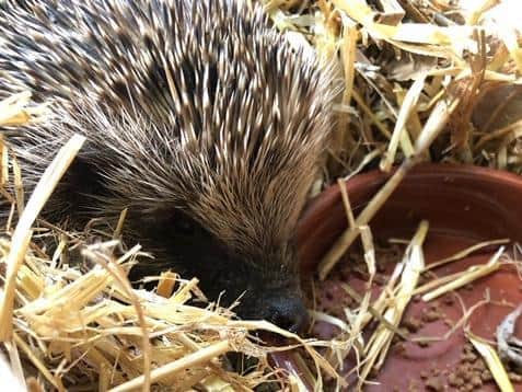 One of the hoglets enjoying their home (C) Community Action Dacorum