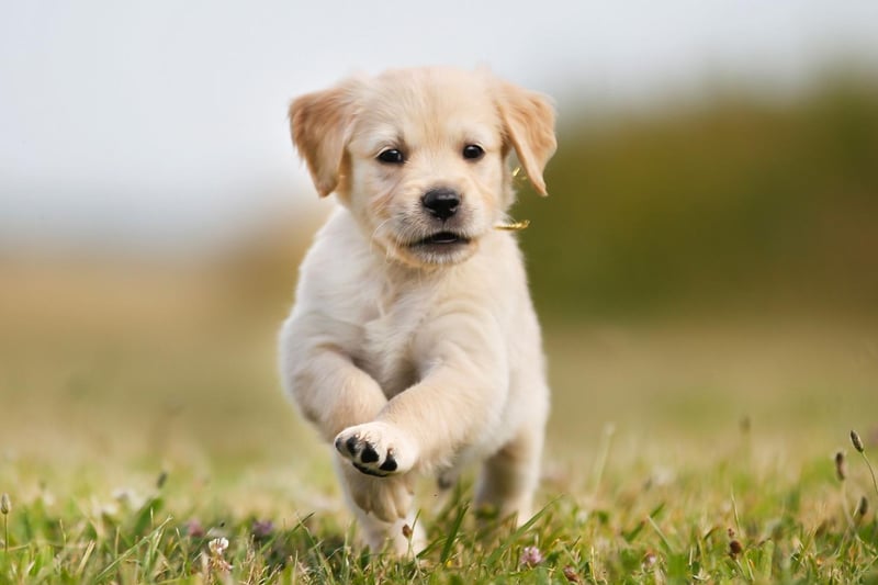 The new top dog is the Labrador Retriever, which has seen its popularity increase by 13 per cent over lockdown