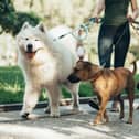 These are the most popular dogs breeds according to the Kennel Club