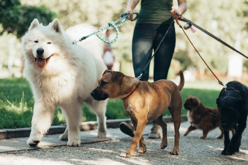 These are the most popular dogs breeds according to the Kennel Club