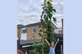 Isabella has grown a giant sunflower that is taller than her house!
