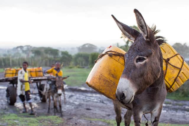 The charity provides free veterinary care to working animals in the world’s poorest communities