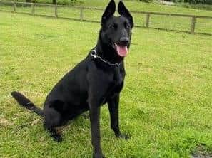Police Dog Bonnie and her handler were instrumental in locating the suspect