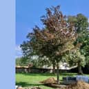 Tree of remembrance planted in Gadebridge Park