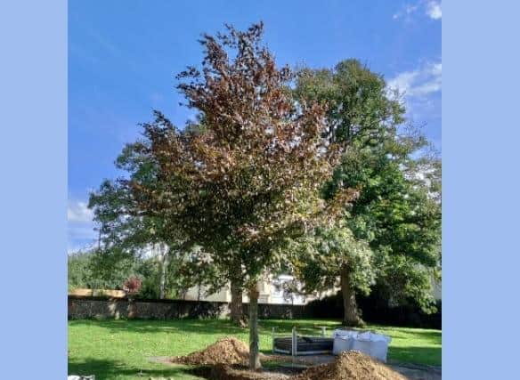 Tree of remembrance planted in Gadebridge Park
